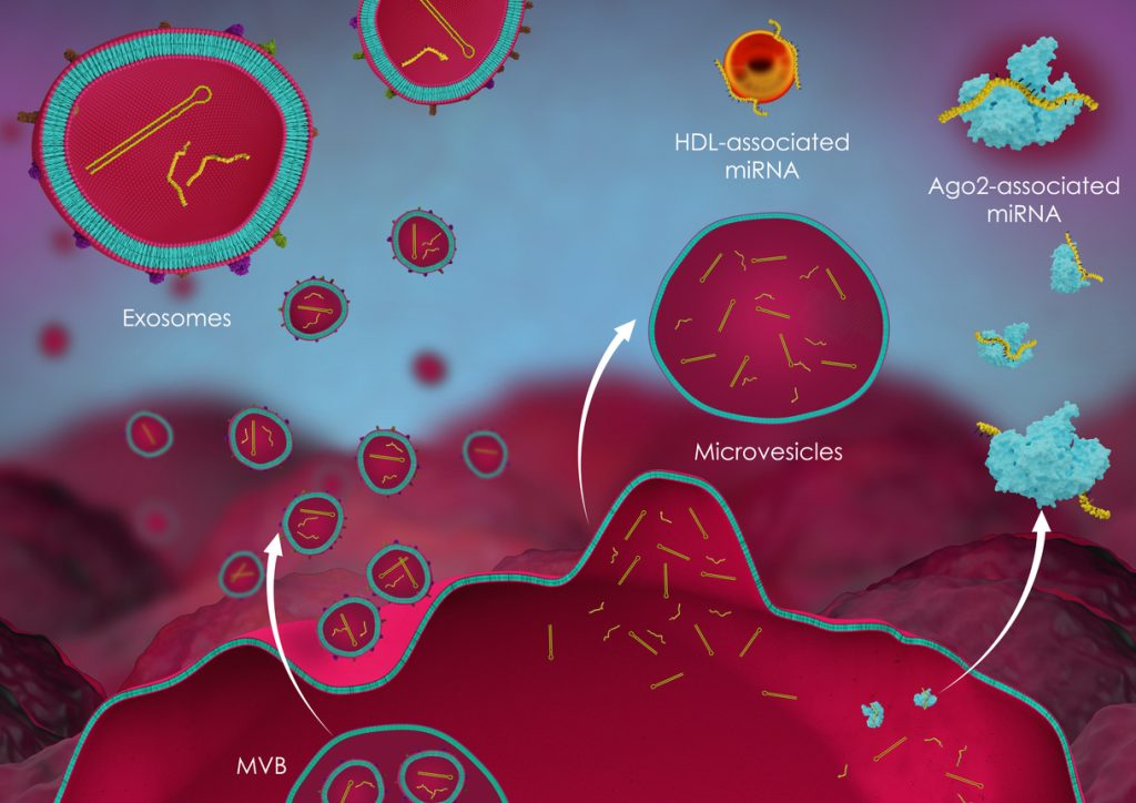 Exosome Therapy Australia