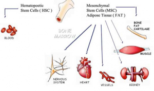 Fat Derived Stem Cells