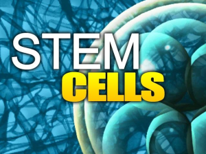 Fat derived stem cells