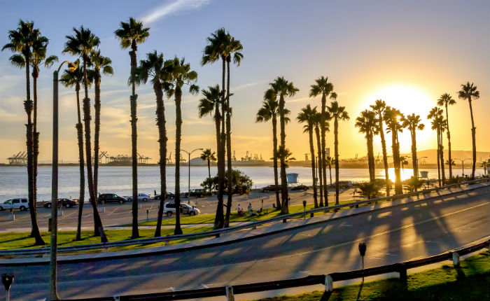 Beautiful view of palm trees lined on Long Beach