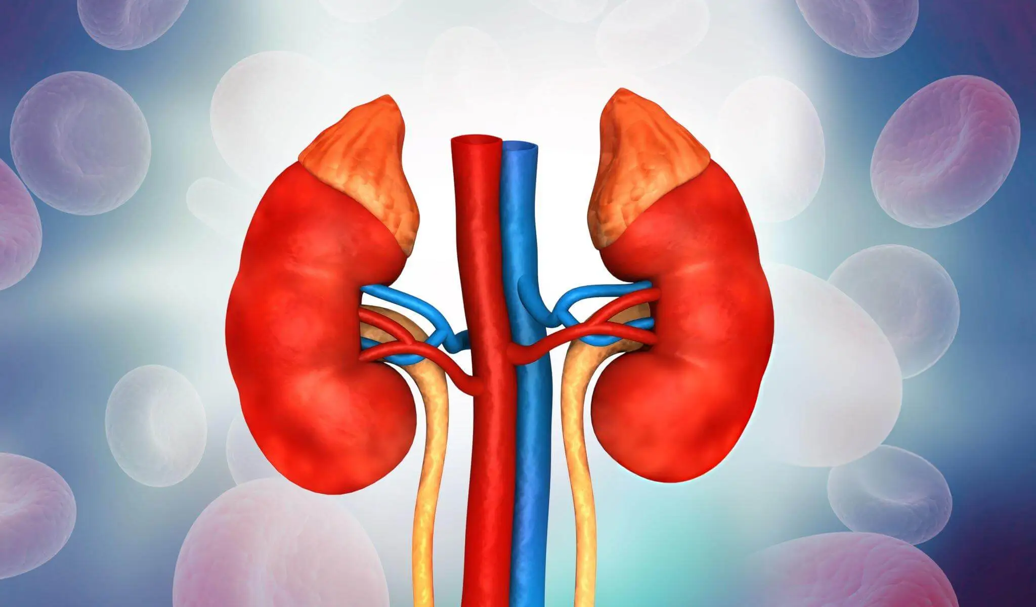 Anatomical illustration of kidneys surrounded by red and blue blood vessels, highlighting medical treatments for chronic kidney disease.