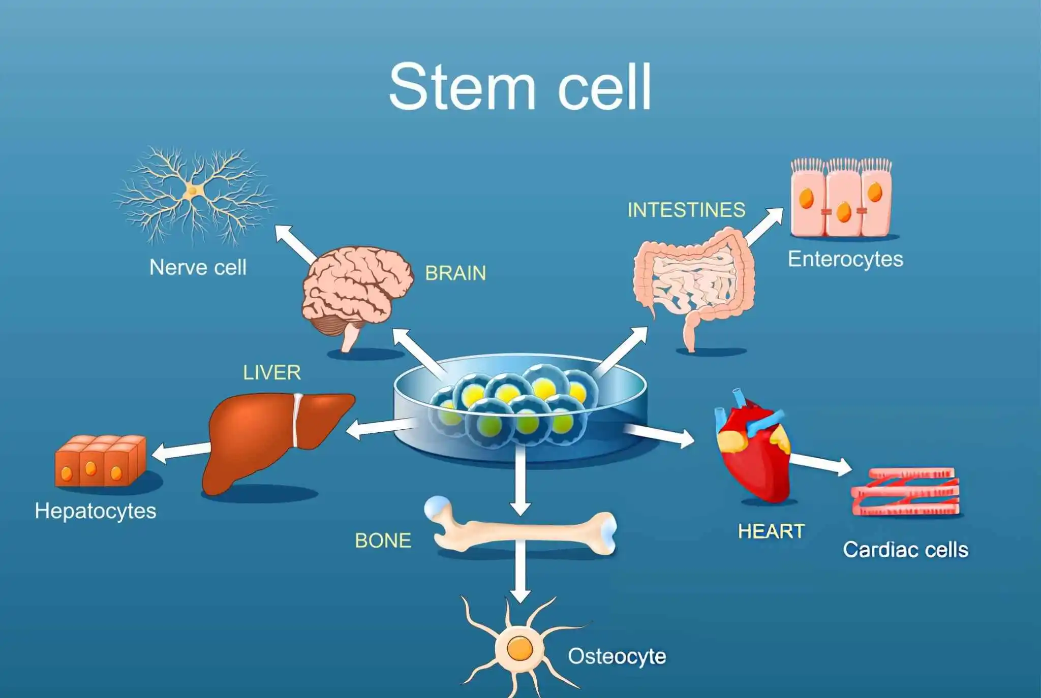 Scientific illustration of stem cells differentiating into various cell types, including nerve cells, liver cells, and cardiac cells, emphasizing the therapeutic actions such as angiogenesis, inflammation reduction, and immune modulation.