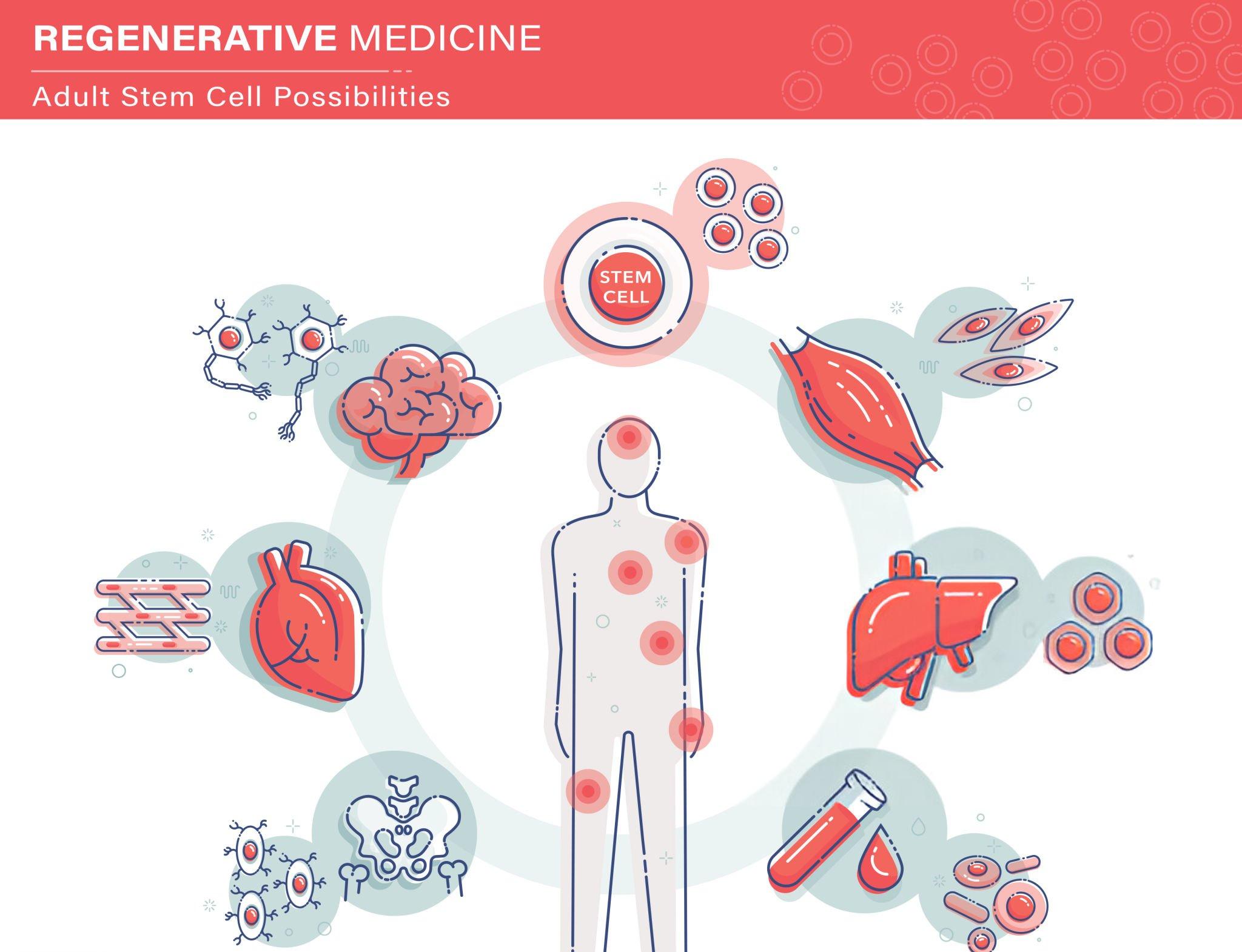An infographic showing regenerative medicine and adult stem cell possibilities for treating various parts of the human body, including the brain, heart, liver, and bones, in Newport News, VA.
