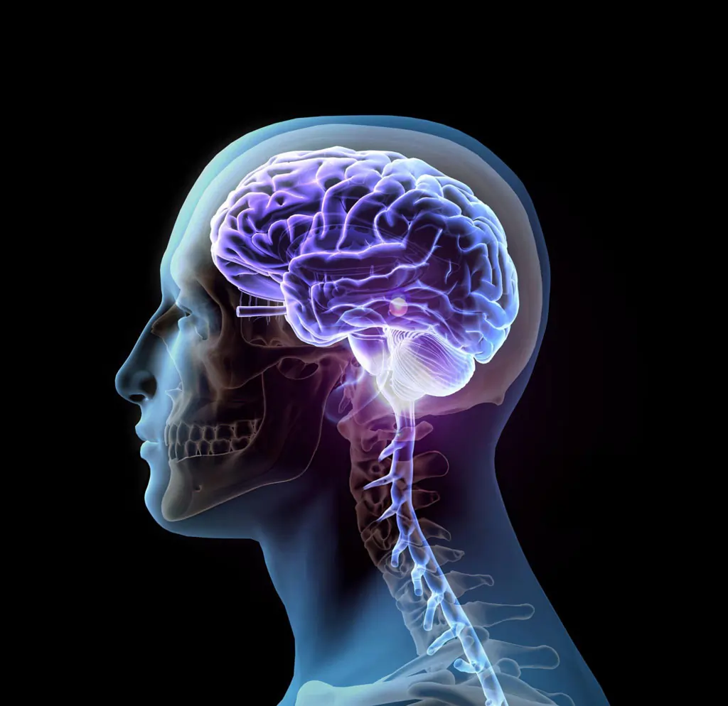 A 3D medical illustration showing a side profile of a human skull, brain, and the cervical spine (neck) to provide insight into the causes of neck pain.