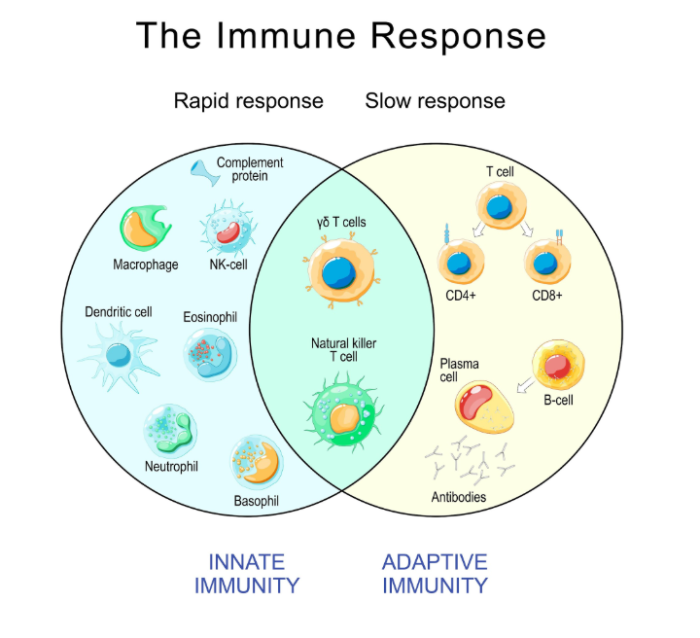 NK Cells vs. T Cells: The Biological Difference in Immunotherapy