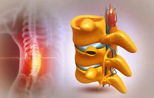 Posterior view of a human spine (left) alongside a 3D cross-section of the lumbar vertebrae and nerves (right).