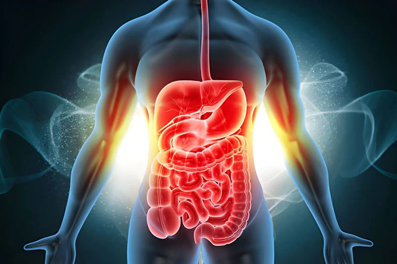 3D graphic of human organs for stem cell treatment indications